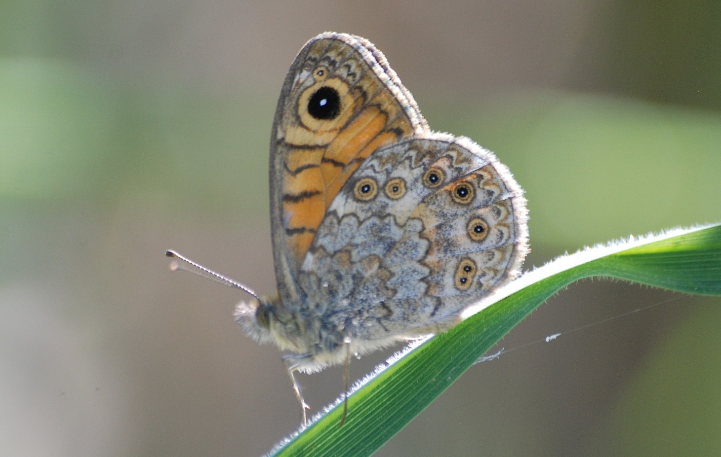 Lepidotteri riserva Torre Flavia